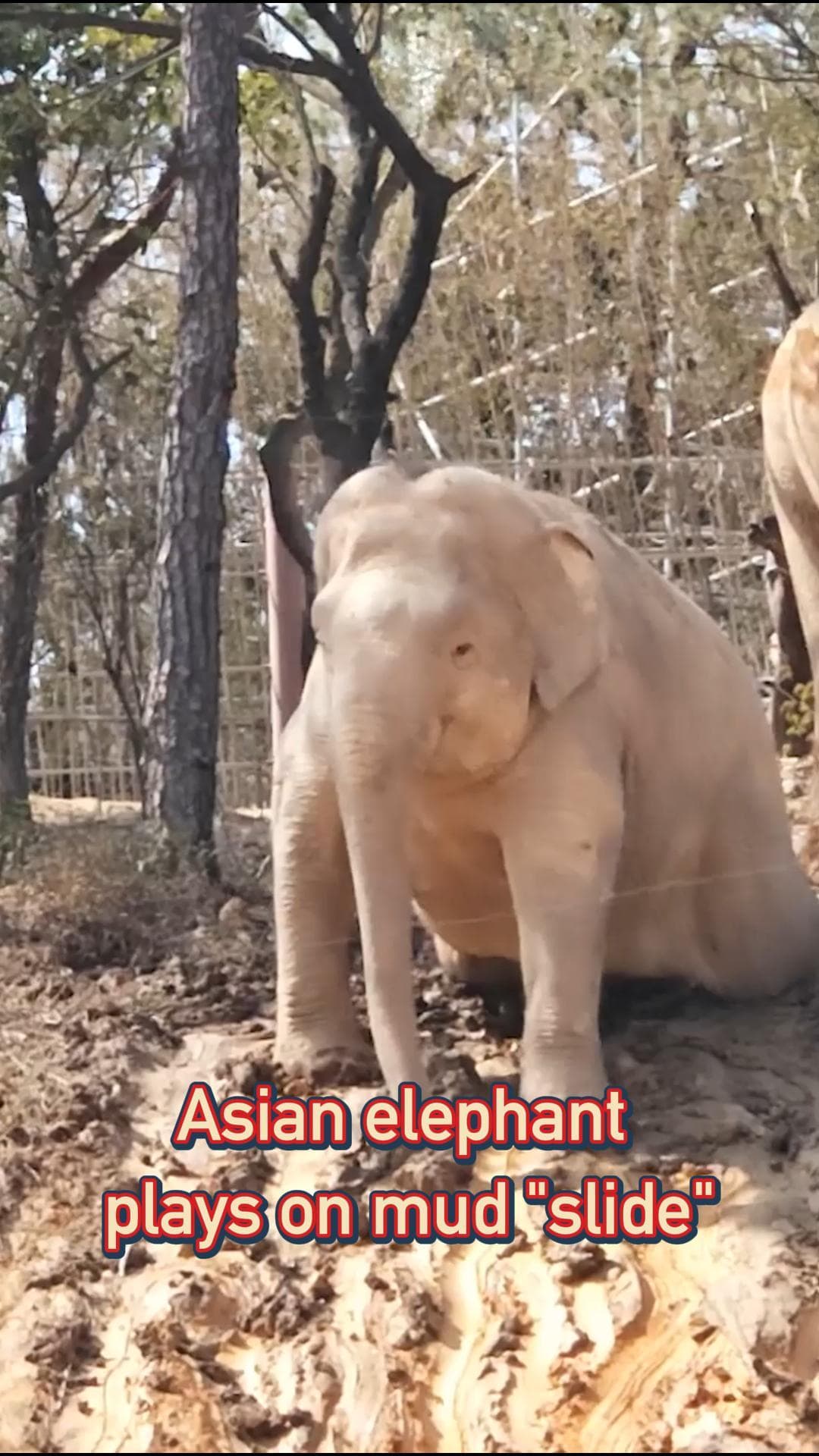 ลื่นปรื๊ดไปเลยลูก! ช้างเอเชียเล่นสนุกบน 'สไลเดอร์โคลน' สุดน่ารักในกวางตุ้ง