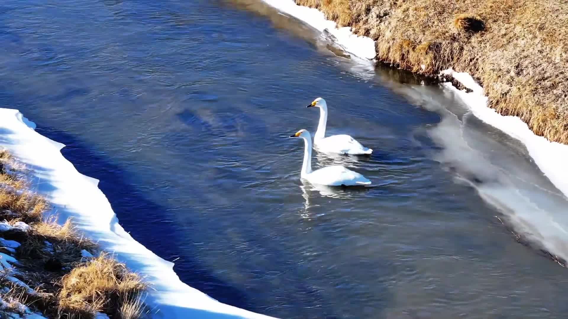 หงส์กู่อพยพหลบหนาว ใช้ชีวิตสุขสำราญในชิงไห่