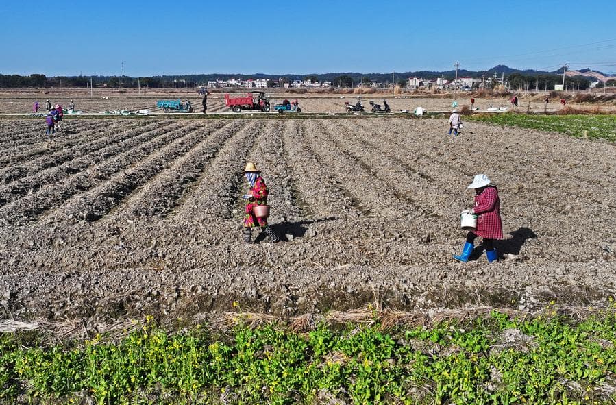 เกษตรกรจีนทำงานแข็งขัน เตรียมเพาะปลูกฤดูใบไม้ผลิ