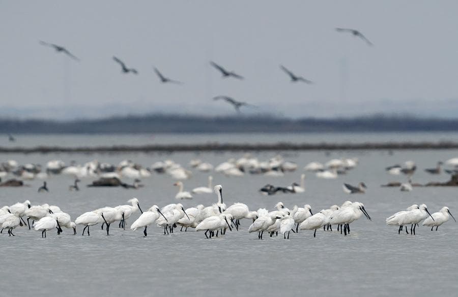 ทะเลสาบโผหยางต้อนรับ 'นกอพยพ' แวะพักรอบินขึ้นเหนือ