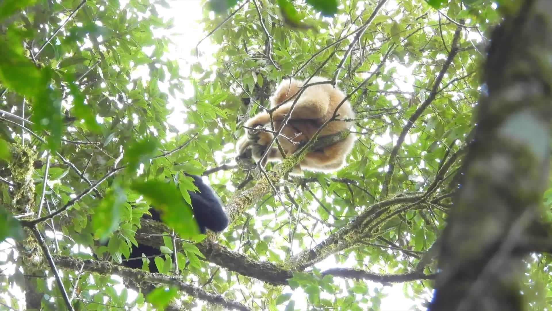 ส่อง 'ชะนีหงอนดำตะวันตก' เลี้ยงลูกบนต้นไม้ในยูนนาน