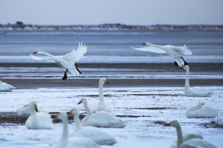 ฝูง 'หงส์กู่' ใช้ชีวิตกลางหิมะขาวในหรงเฉิง