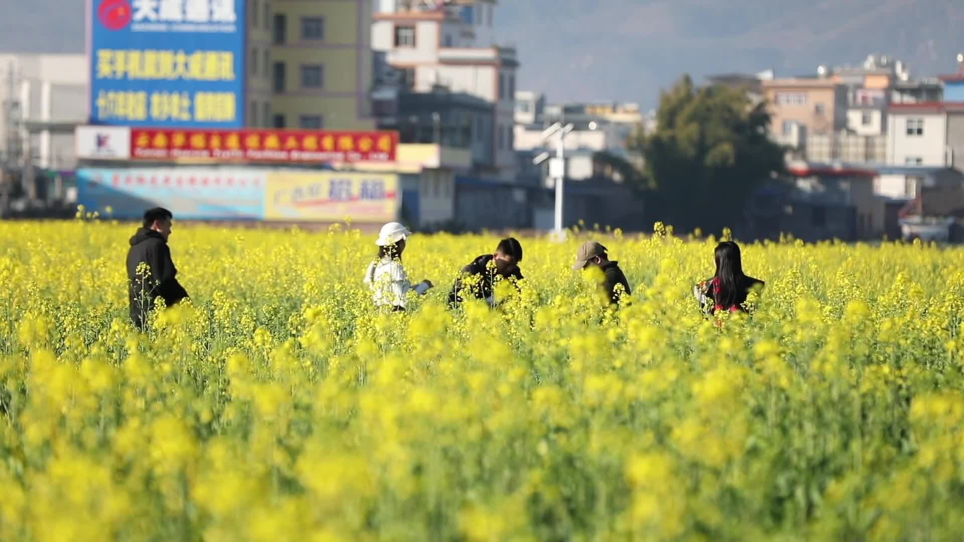 ดอกผักกาดก้านขาวบานเต็มทุ่งในยูนนาน