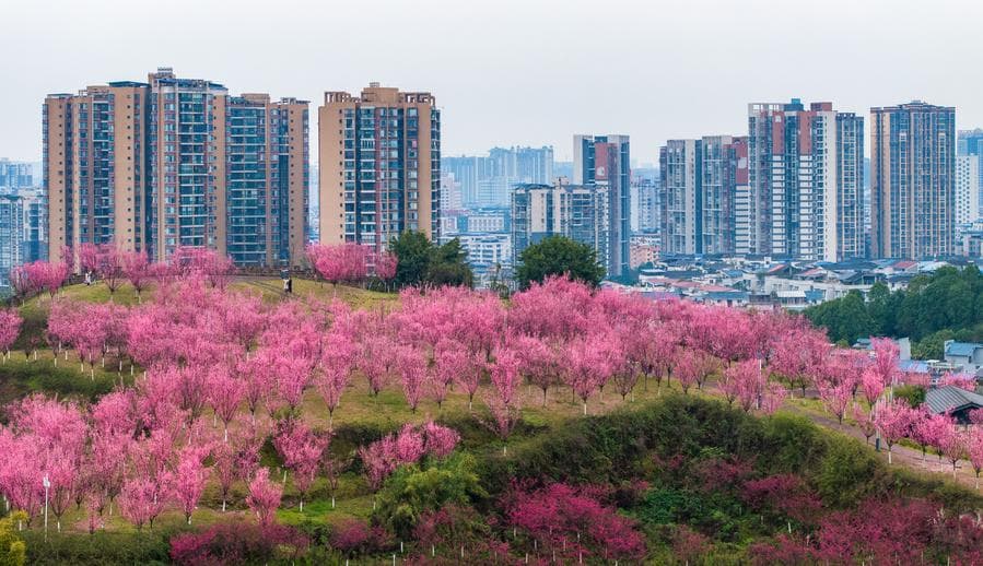 สีสัน 'ดอกบ๊วย' ประดับเนินเขากลางเมืองในเสฉวน