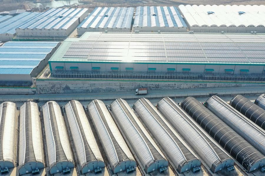 อุตสาหกรรม 'เห็ดกินได้' เพิ่มรายได้เกษตรกรในซานตง