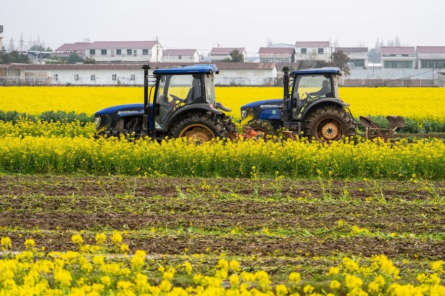 เกษตรกรหูหนานไถกลบผัก ทำ 'ปุ๋ยสด' บำรุงดินเพาะปลูก