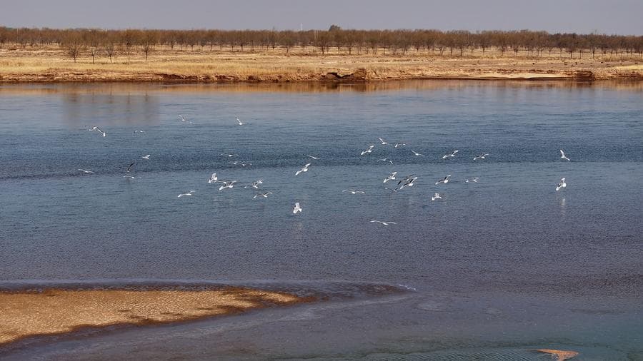 ส่องนกอพยพนานาพันธุ์ริมแม่น้ำเหลืองในหนิงเซี่ย