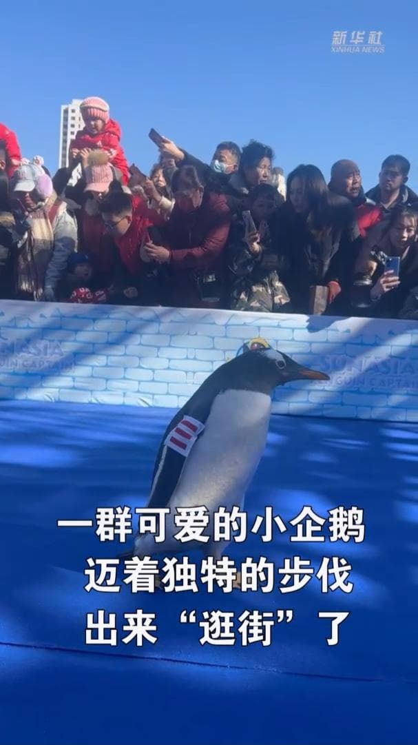 น่ารัก! ฝูง 'เพนกวิน' เดินเล่นโชว์ตัวในต้าเหลียน