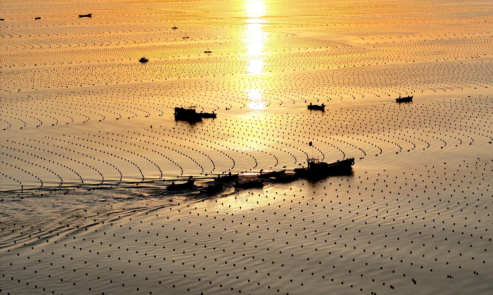 ชาวประมงซานตงล่องเรือทำฟาร์มสาหร่ายทะเล