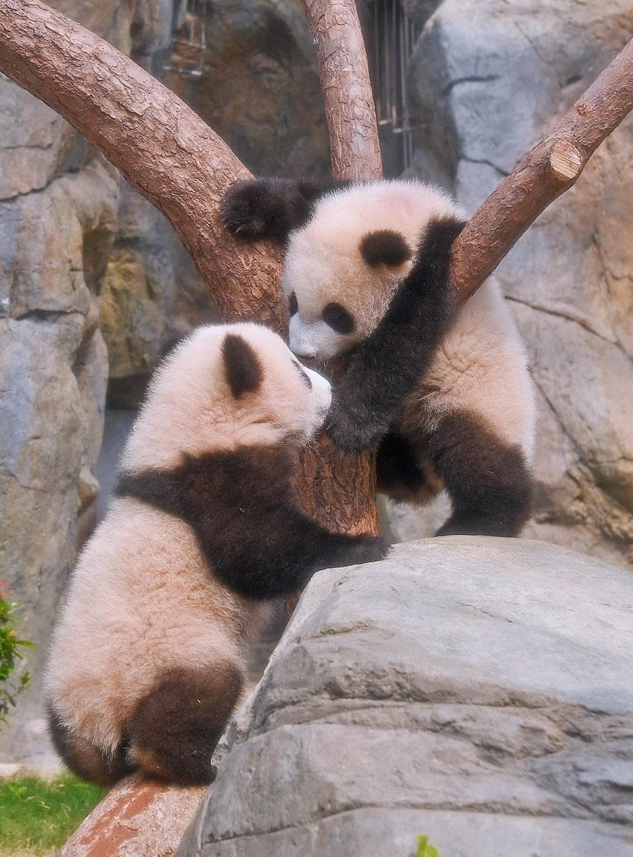สอง 'แพนด้ายักษ์' น่ารักวัยซน เริ่มโชว์ตัวในฮ่องกง