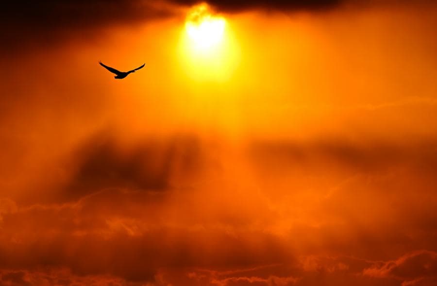 ฝูง 'หงส์กู่' กระพือปีกบินรับแสงอรุณรุ่งในหรงเฉิง