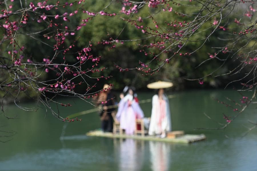 สวมฮั่นฝูงามล่องแพไม้ไผ่ ชมดอกบ๊วยในพื้นที่ชุ่มน้ำ