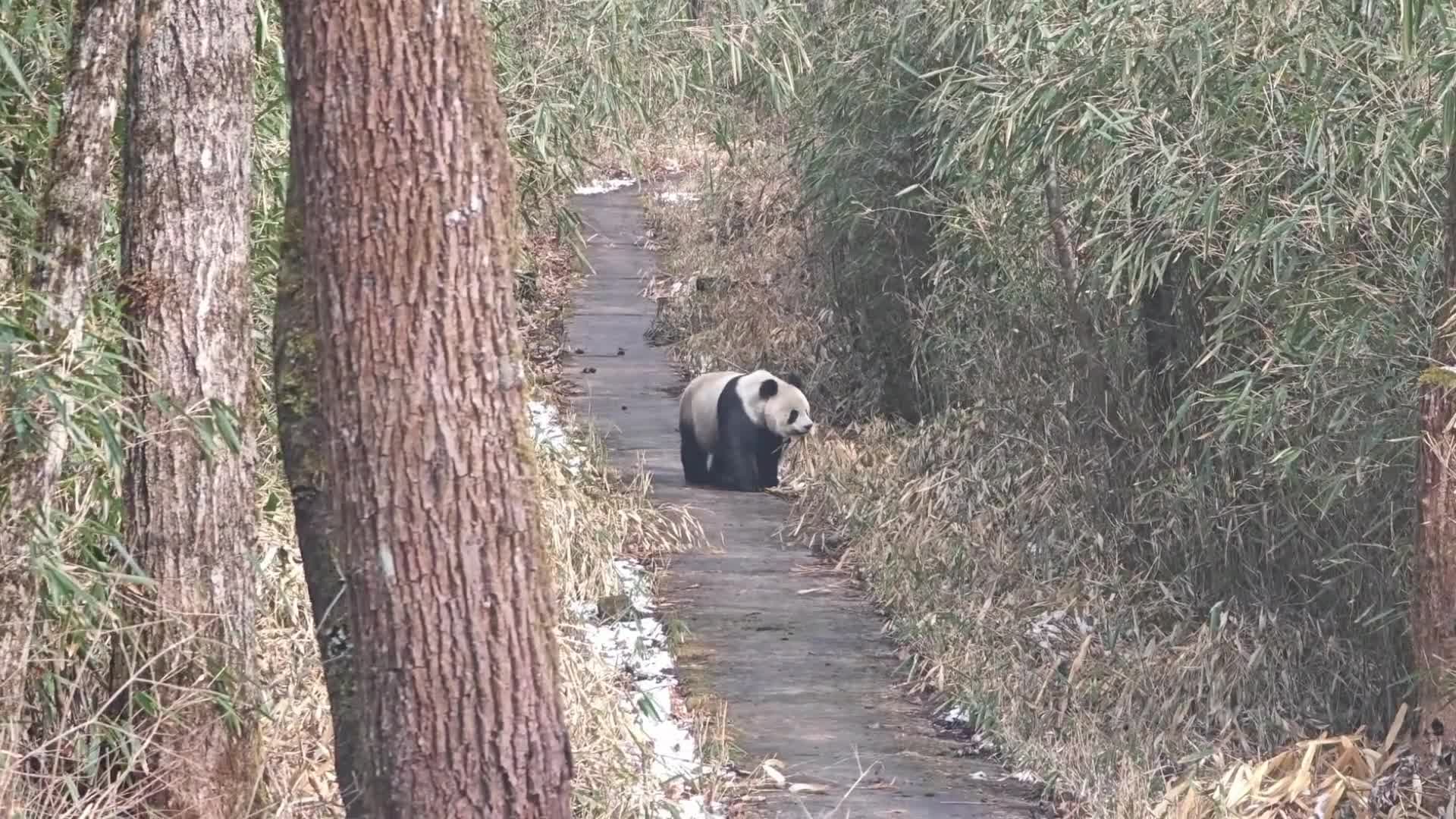 แพนด้าป่าเดินเที่ยวเหนื่อย หย่อนตัวพักใกล้จนท.ในส่านซี