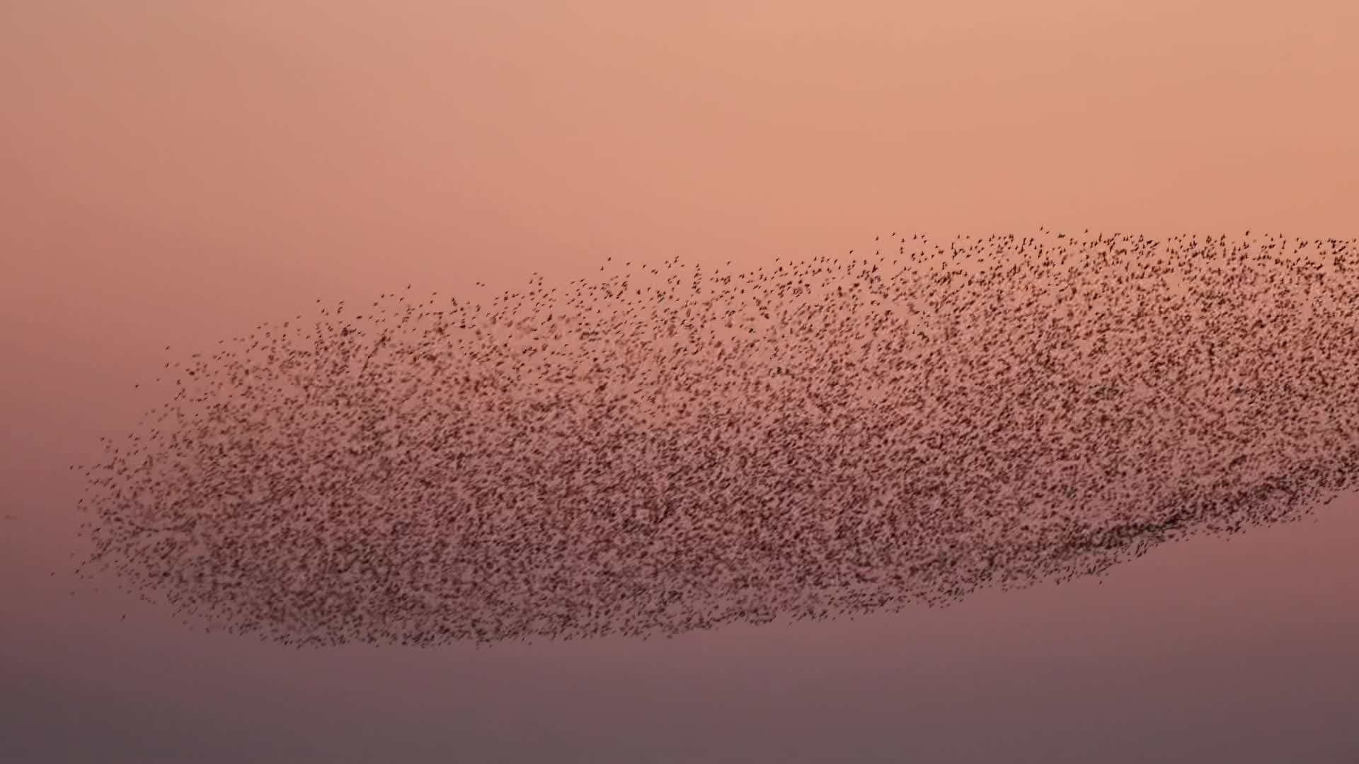 เกลียว 'คลื่นนก' บินวนเหนือทะเลสาบในอันฮุย