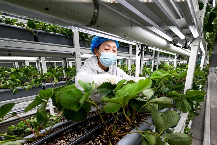 โรงเรือนอัจฉริยะ 'ปลูกสตรอว์เบอร์รี' หนุนฟื้นฟูชนบทมองโกเลียใน