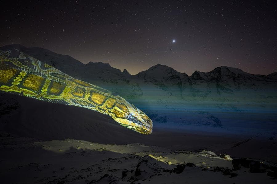 งูหลามยักษ์โผล่เลื้อยธารน้ำแข็ง ฉลองตรุษจีนในสวิตเซอร์แลนด์