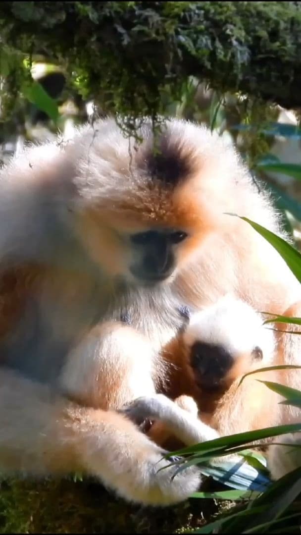 สายใยแม่ลูก! แม่ชะนีหงอนดำตะวันตกดูแลลูกน้อยไม่ห่างในยูนนาน