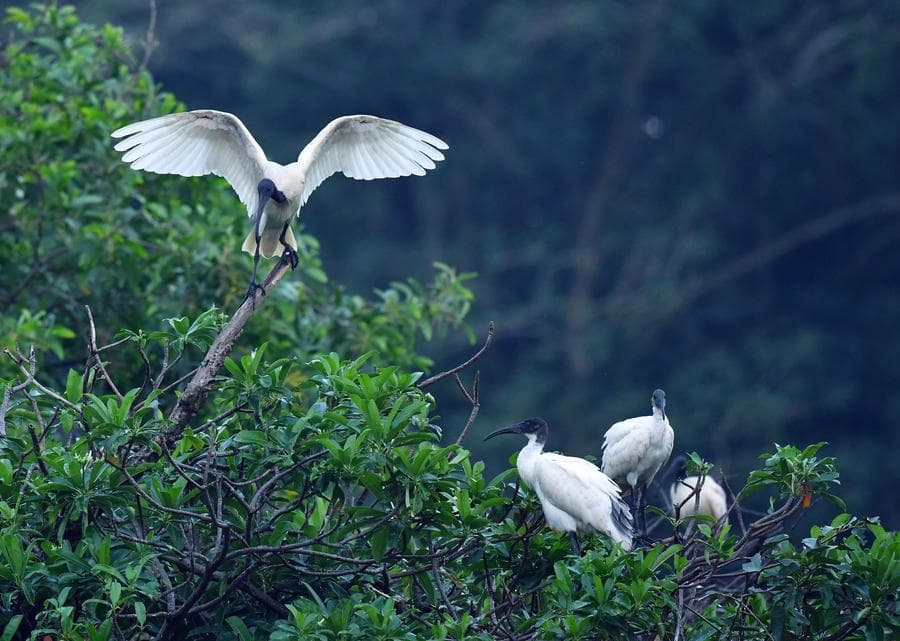 Asia Album : ชมธรรมชาติ 'พื้นที่ชุ่มน้ำเบดดากานา' ในศรีลังกา