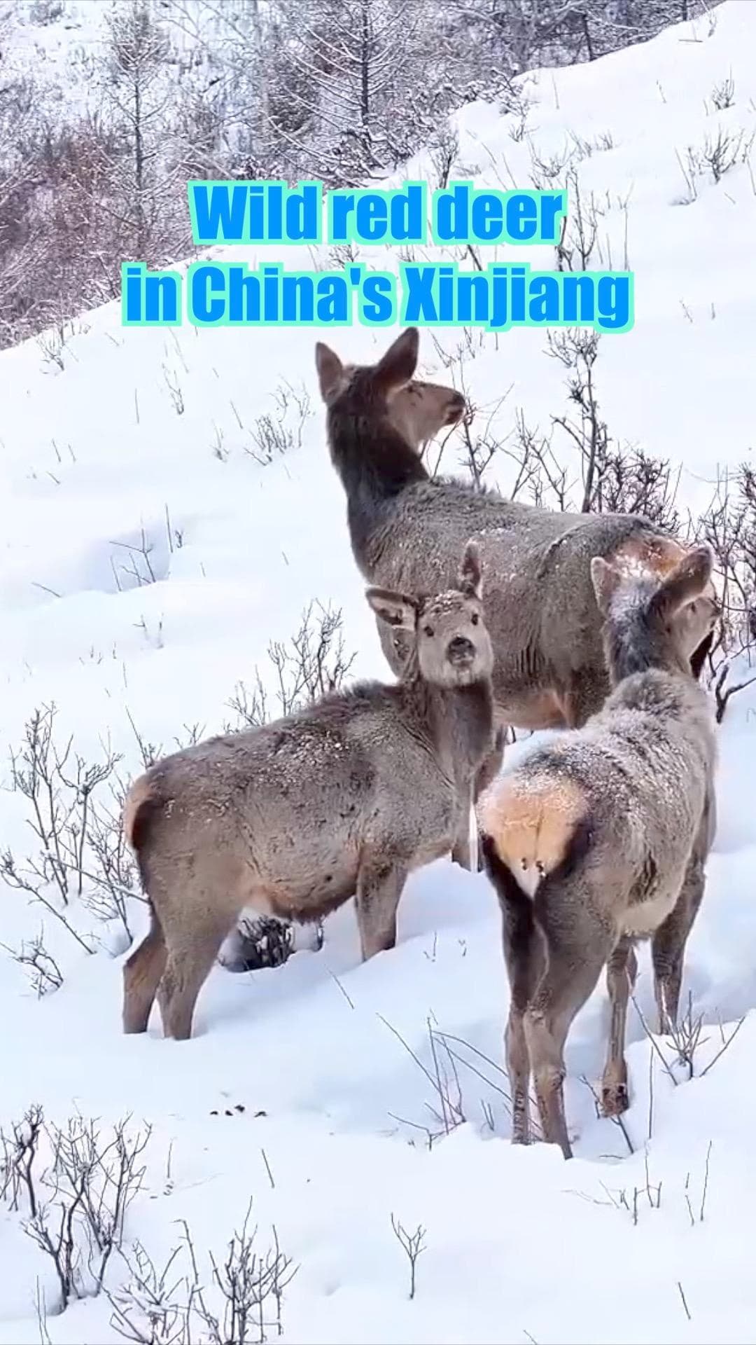 กวางแดงป่า' ออกหากินบนขุนเขาหิมะในซินเจียง