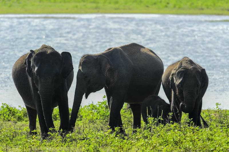 ศรีลังกาเล็งสร้าง 'ทางเดินช้าง' ลดความขัดแย้งคน-ช้าง