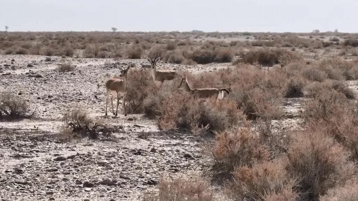 คนเลี้ยงอูฐในซินเจียง ให้อาหารสัตว์ป่าในทะเลทรายโกบี