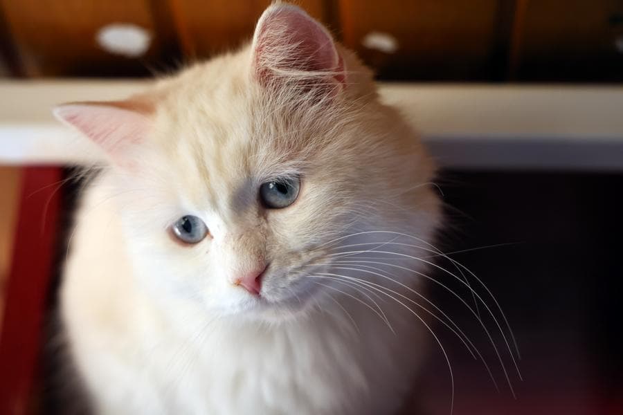 ส่องความน่ารักน้องเหมียวพันธุ์ 'เตอร์กิช แองโกรา' สัตว์สัญลักษณ์แห่งตุรกี