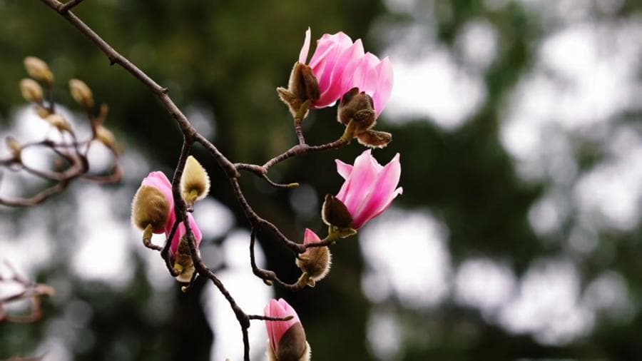 พาชม 'ดอกฮั่นเหลียน' อายุกว่า 400 ปี บานสวยในส่านซี