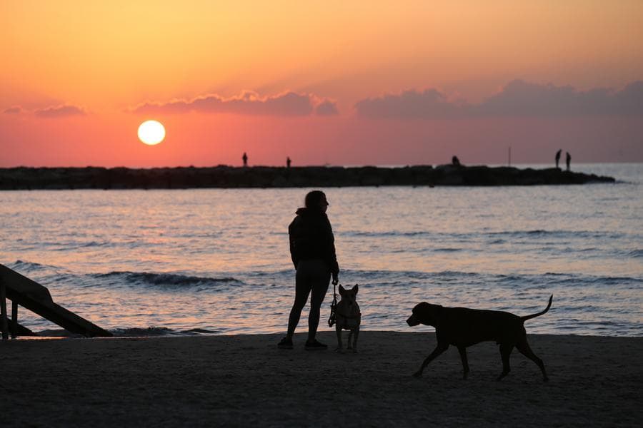 ความหวังใหม่ของเจ้าตูบ! นักวิจัยอิสราเอลทดสอบแนวทางรักษา 'โรคไตเรื้อรัง' ในสุนัข