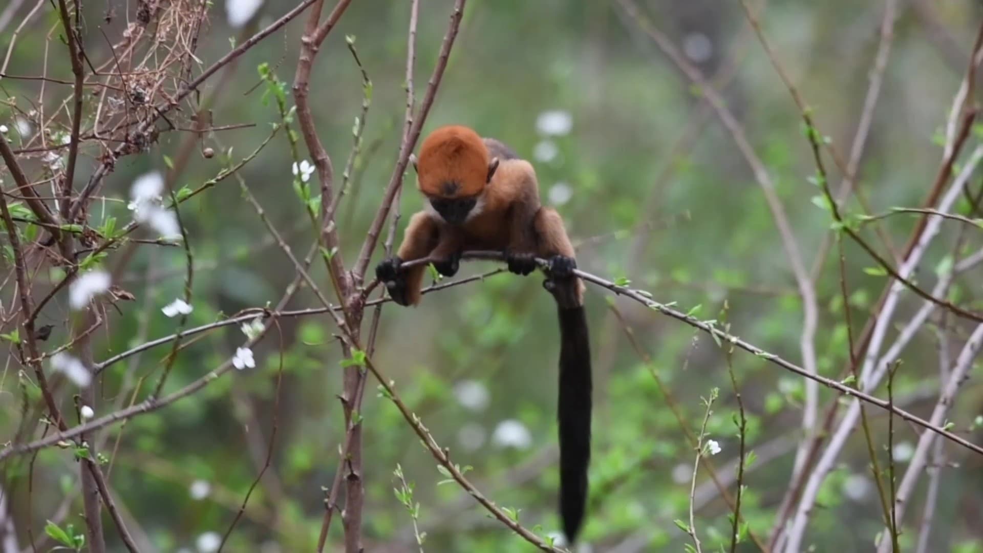 กุ้ยโจวจับภาพ 'ค่างหัวมงกุฎ' ตัวเปี๊ยกจอมซน