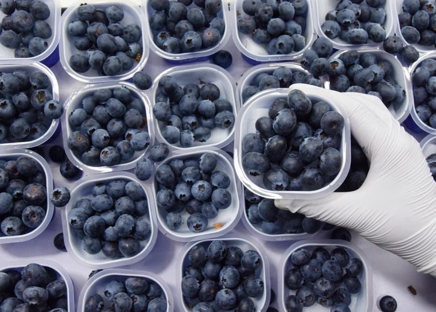 บลูเบอร์รีจีน' ม้ามืดวงการผลไม้ ส่งขายในประเทศ-ทั่วโลก