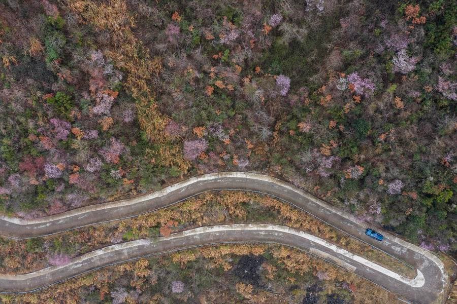 ซานตูชูท่องเที่ยว 'ชมซากุระบาน' สร้างรายได้เพิ่มแก่ชาวบ้านท้องถิ่น