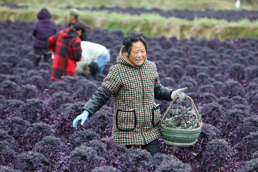 เกษตรกรลุยเก็บเกี่ยว 'ผักเคลม่วง' ใบหยิกในเจ้อเจียง