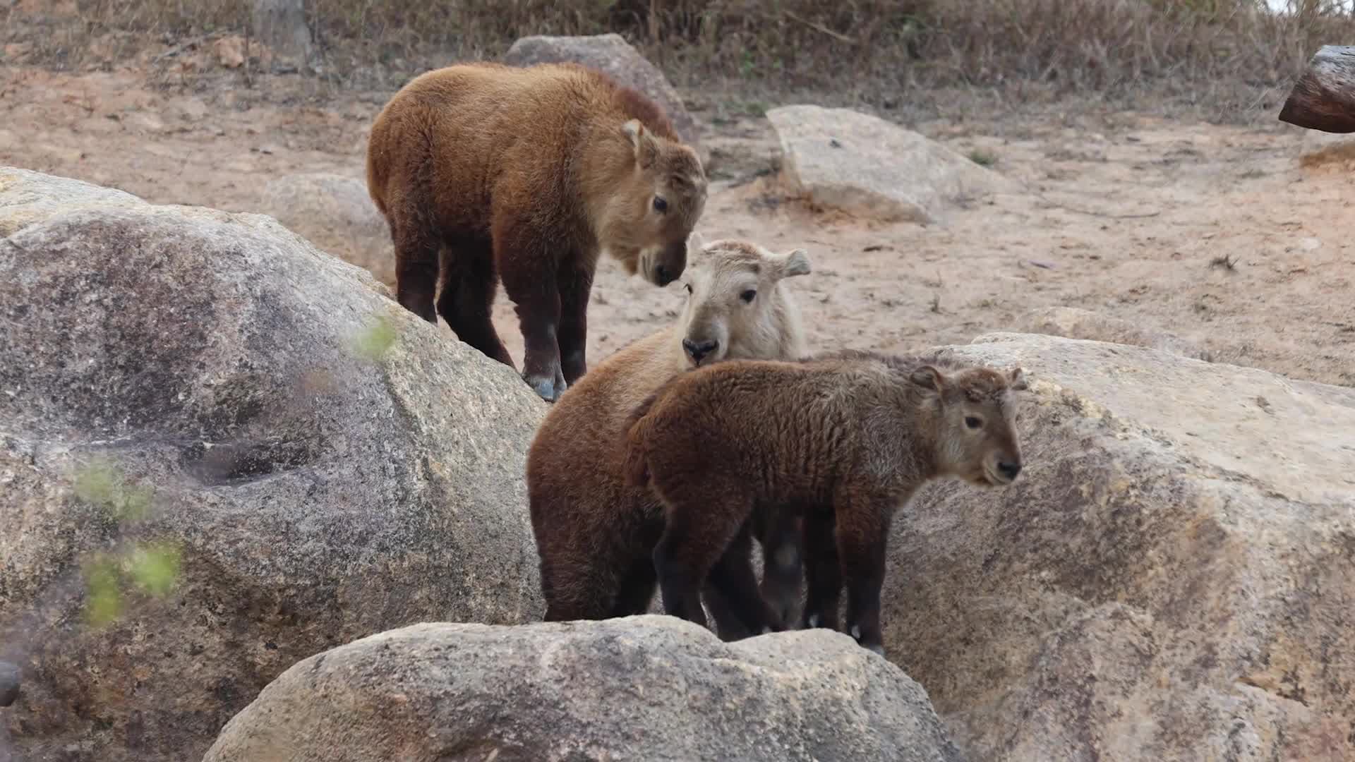 ส่องความน่ารักลูก 'ทาคิน' อวดโฉมครั้งแรกในกวางตุ้ง