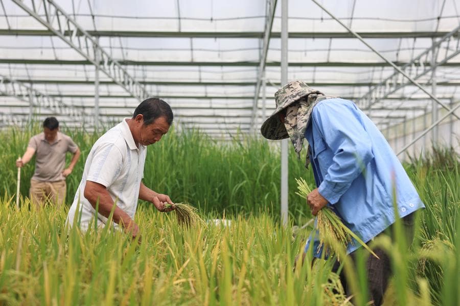 ซานย่าเริ่มเก็บเกี่ยว 'เมล็ดพันธุ์' ปรับปรุงพันธุ์ในอวกาศ