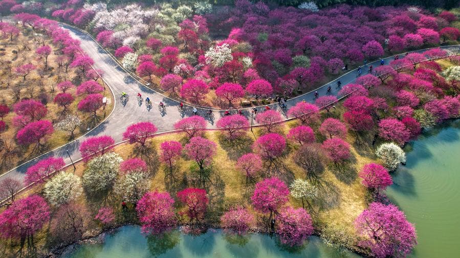 ผู้คนท่องเที่ยวพักผ่อน ยามฤดูใบไม้ผลิในจีน