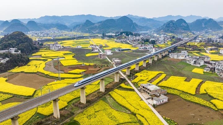 ม้าเหล็กเร็วสูงแล่นผ่าน 'ทุ่งดอกผักกาด' สีสันสดใสในกุ้ยโจว