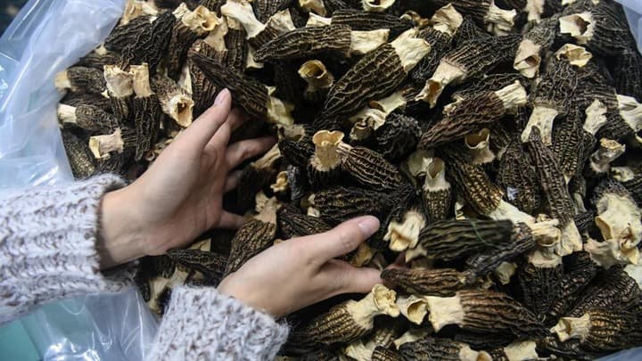 เก็บเกี่ยว-อบแห้ง 'เห็ดมอเรล' เตรียมจัดจำหน่ายในกว่างซี