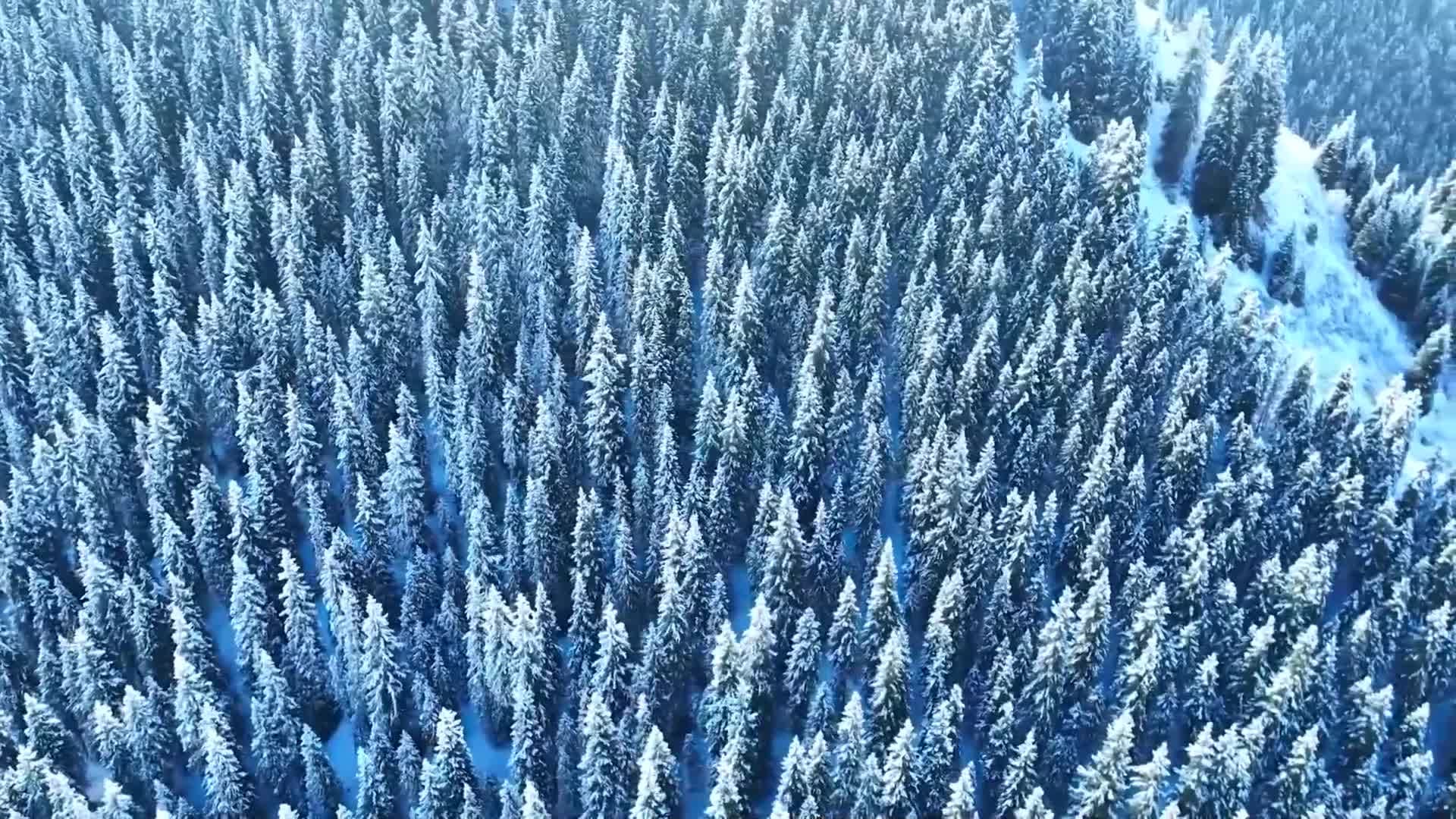 ภูเขาหิมะ แมกไม้เรียง หมอกเมฆลอย ธรรมชาติสุดงดงามในซินเจียง