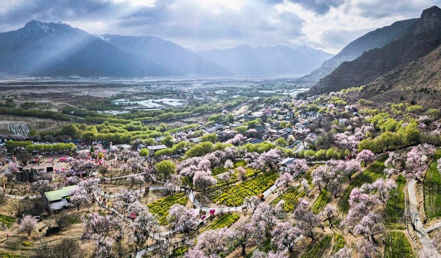 นทท.แห่ชม 'ดอกท้อ' ชมพูระเรื่อ แต้มสีสันแดนหลังคาโลก