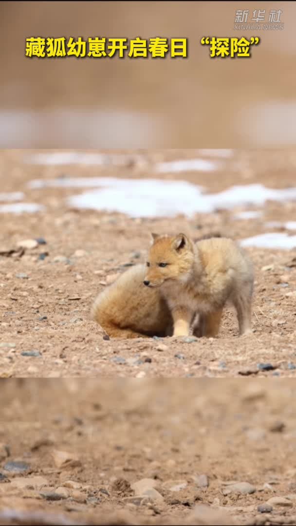 ลูกสุนัขจิ้งจอกทิเบตสุดน่ารัก เริ่มผจญภัยฤดูใบไม้ผลิในกานซู่