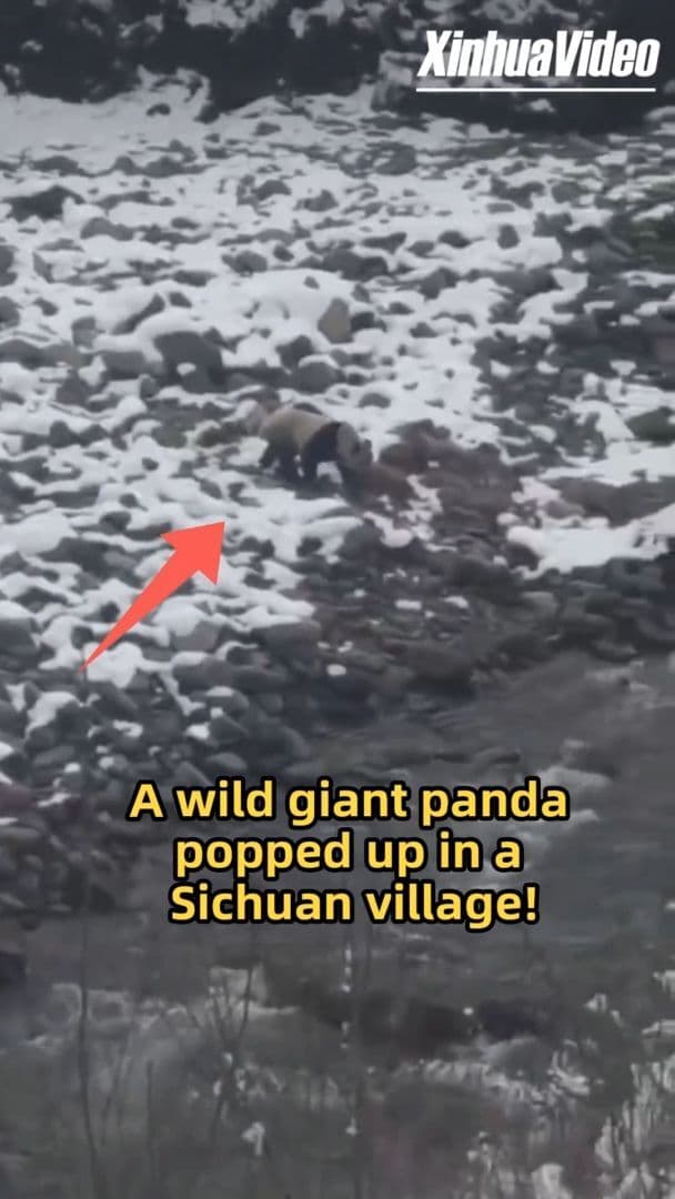 ว่องไวไหวพริบดี 'แพนด้ายักษ์' ลงเขาเยือนหมู่บ้านในเสฉวน