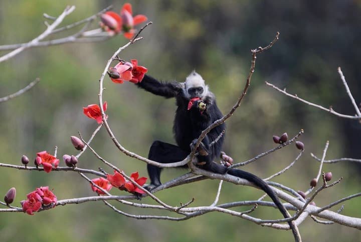ค่างหัวขาว' ปีนต้นงิ้วเด็ดดอกกินในกว่างซี