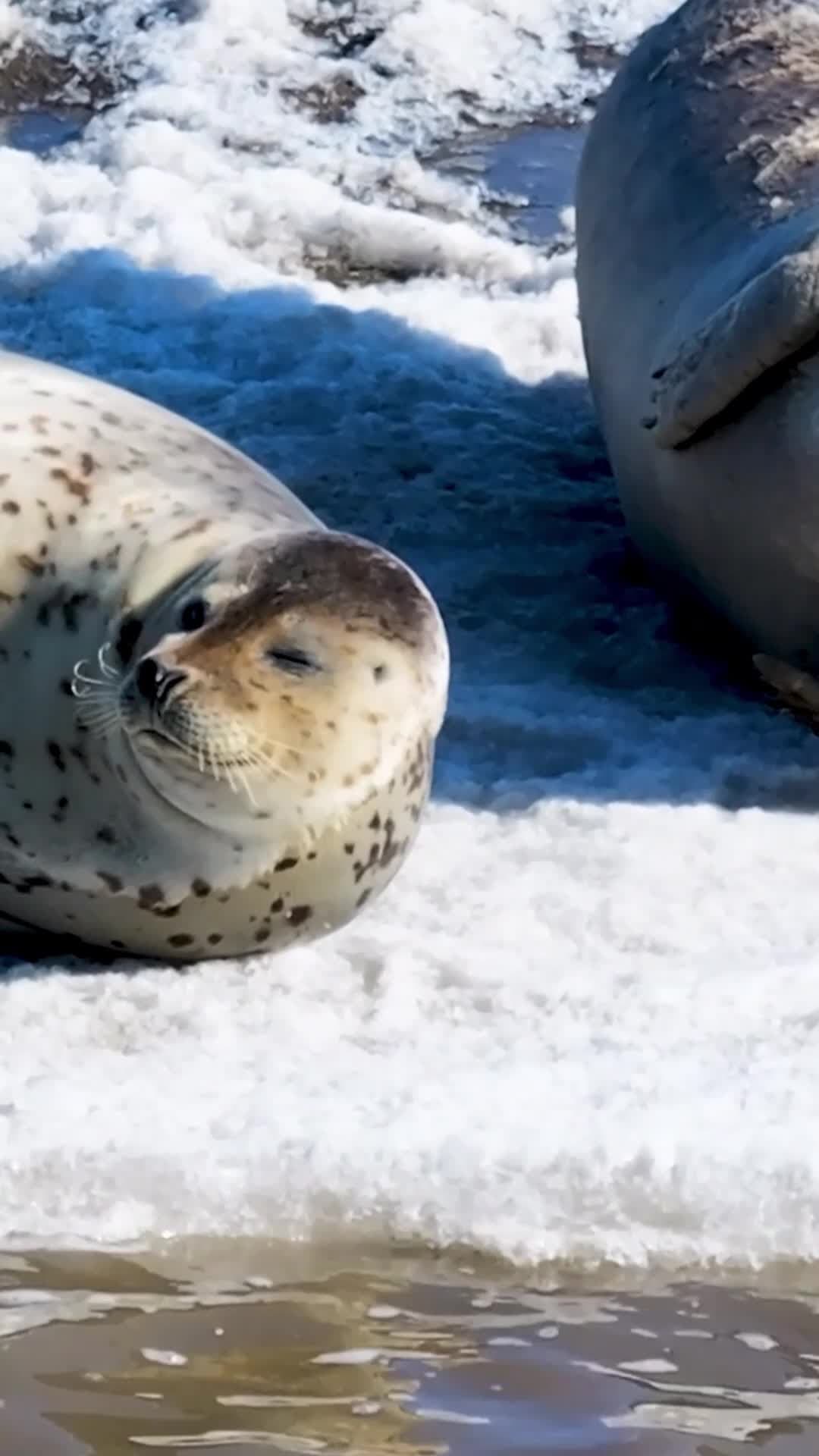 แมวน้ำอ้วนกลมนอน 'อาบแดด' แพน้ำแข็งในเหลียวหนิง