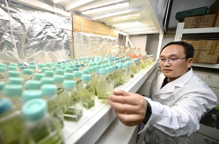 นักวิจัยจีนใช้ 'สาหร่ายจิ๋ว' บำบัดน้ำเสียเป็นทรัพยากร
