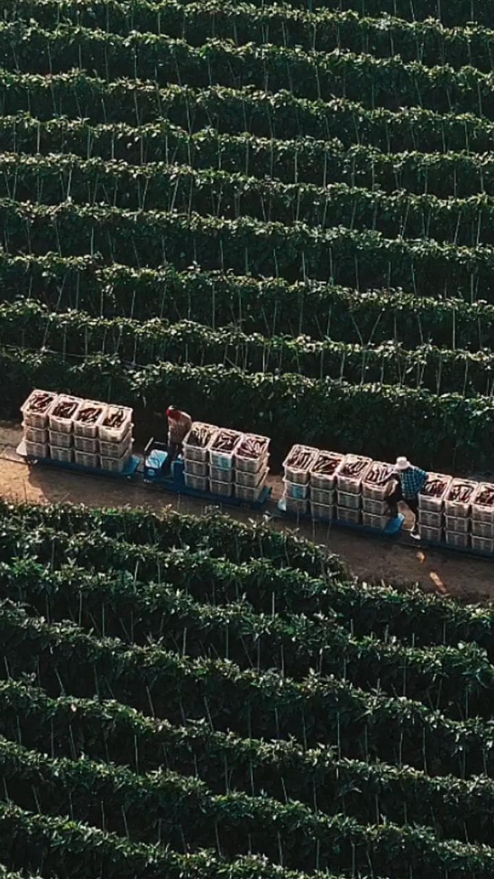 เกษตรกรยูนนานใช้ 'รถลำเลียงผักด่วน' ทุ่นแรง-เวลาทำฟาร์ม