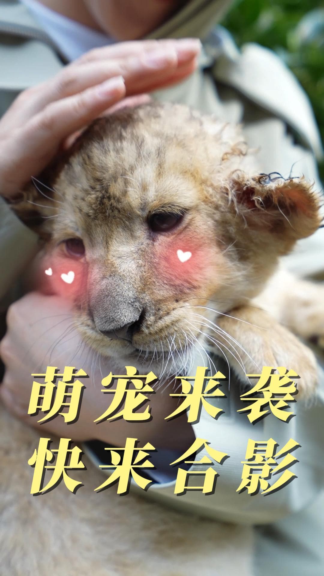 ใจละลาย! 'ลูกสิงโต' สุดน่ารักตกฝูงชนในเหลียวหนิง