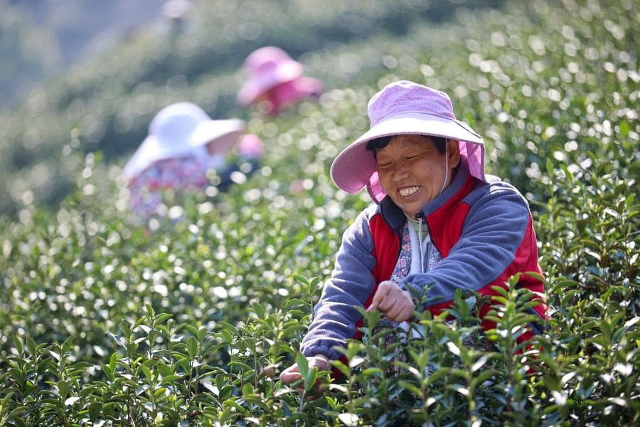 เกษตรกรเจ้อเจียงเร่งเก็บยอดชา เตรียมผลิต 'ชาหมิงเฉียน' รับเช็งเม้ง