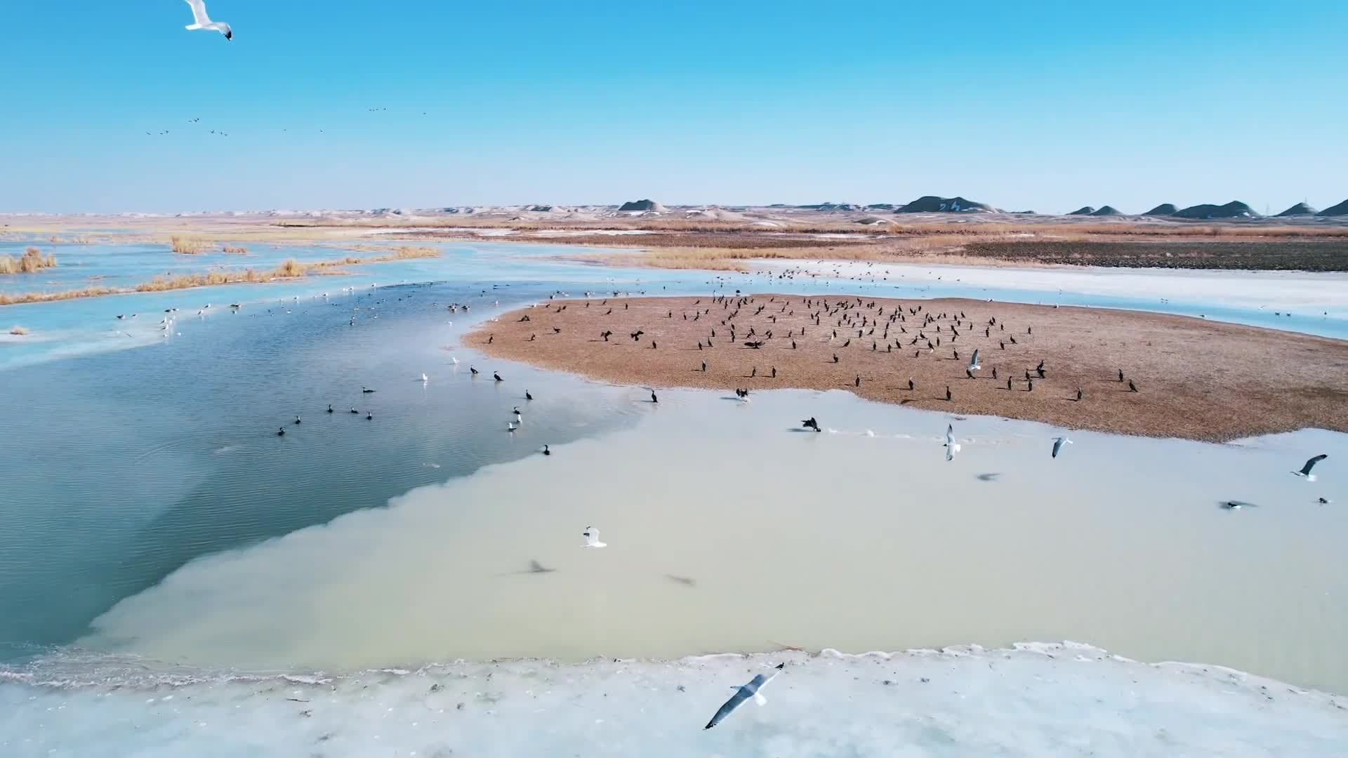 นกอพยพหวนคืน 'ทะเลสาบอูหลุนกู่' หลังพ้นผ่านฤดูหนาว
