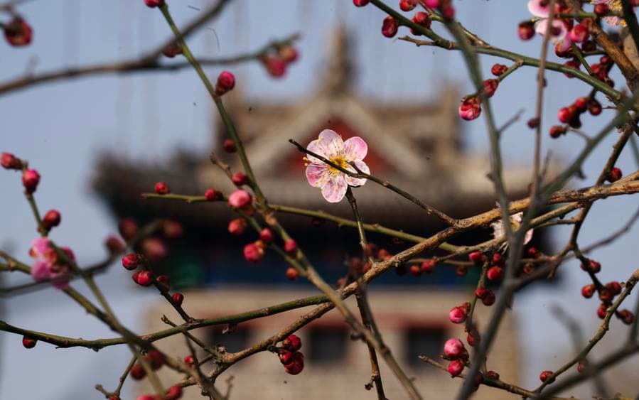 ดอกบ๊วยในปักกิ่งแย้มบาน รับ 'แมลงตื่น' ตามปฏิทินจันทรคติ