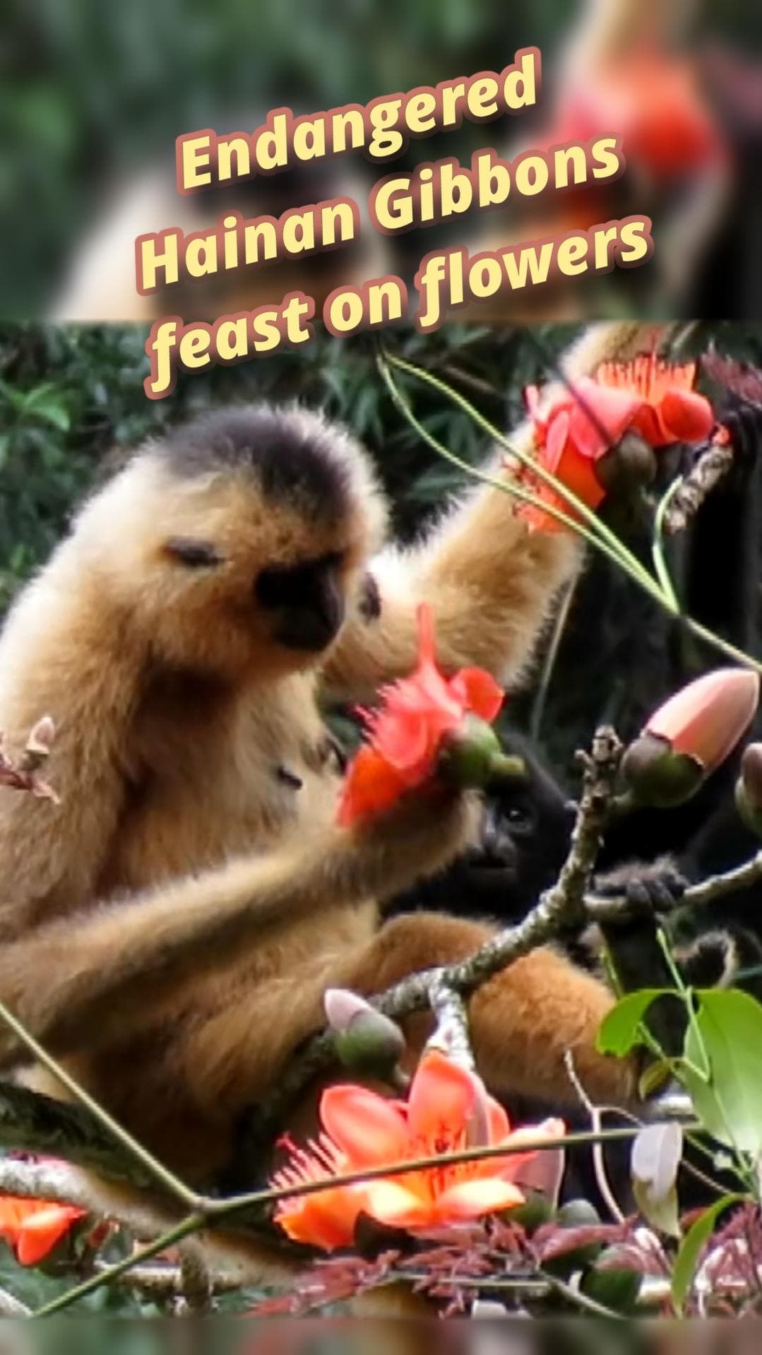 ชะนีไห่หนานหายาก ห้อยโหนเกาะกิ่งกิน 'ดอกงิ้ว' ในไหหลำ